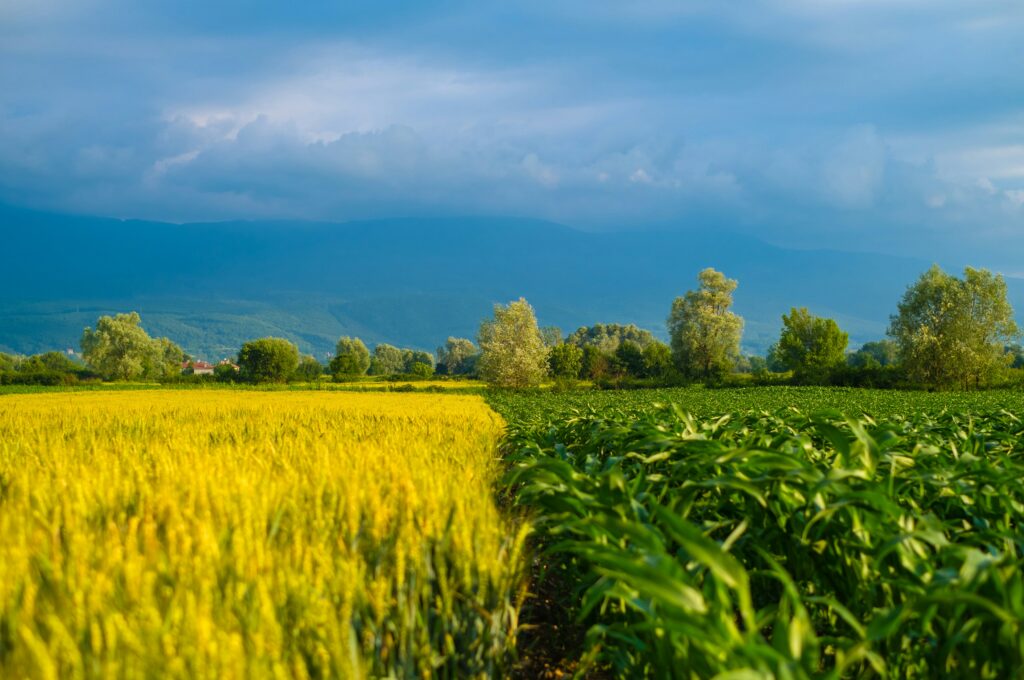 Câmp cu diferite culturi agricole - analiza rentabilității