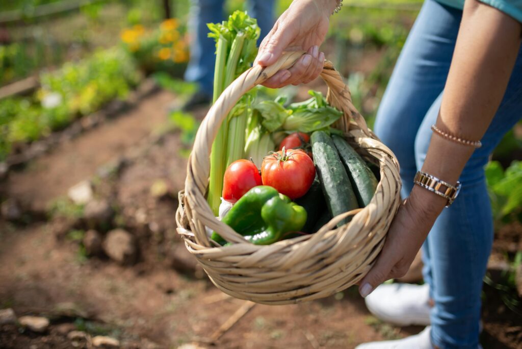 Coș cu legume proaspăt recoltate din grădină — roșii, ardei, morcovi, castraveți