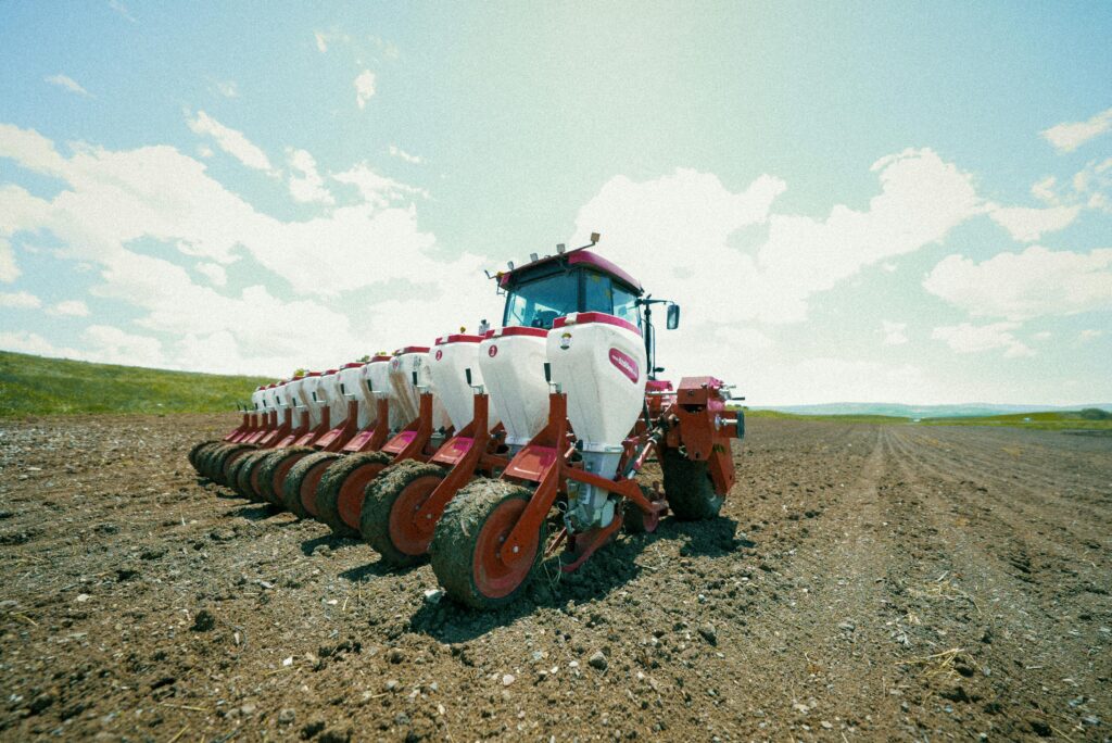 Câmp de porumb primăvara, lucrări agricole în desfășurare