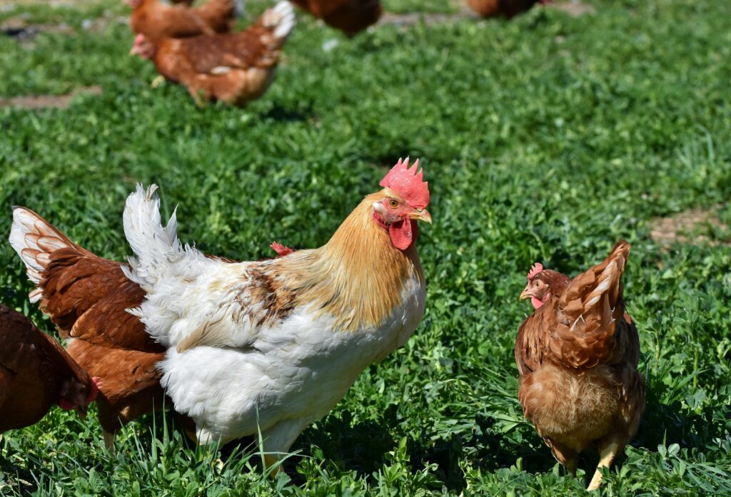 Microfermă de găini ouătoare în sistem free-range
