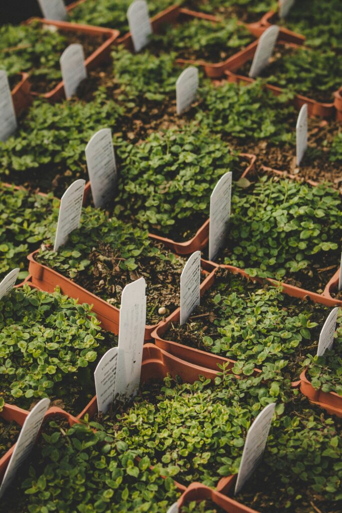 Calendar semănat legume 2025 — grădină de legume cu rânduri ordonate primăvara
